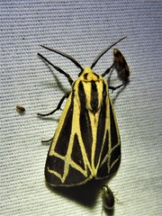 Apantesis carlotta