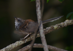 Rhipidura verreauxi verreauxi