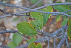 Aria umbellata