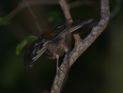 Rhipidura verreauxi verreauxi