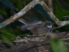 Rhipidura verreauxi verreauxi