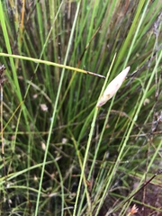 Johnsonia lupulina