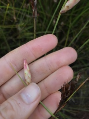 Johnsonia lupulina