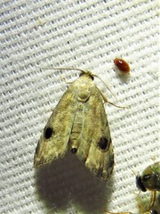 Abablemma brimleyana