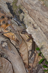 Caledoniscincus austrocaledonicus