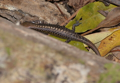 Caledoniscincus austrocaledonicus