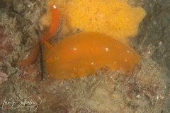Doriopsilla aurea