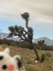 Yucca brevifolia