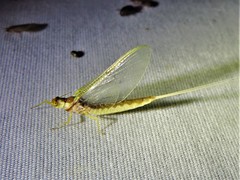 Pentagenia vittigera