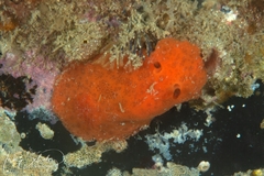 Discodoris paroa