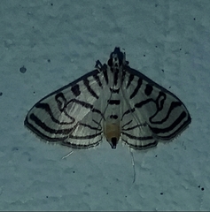 Conchylodes ovulalis