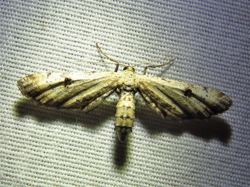 Dimorphic Gray photo 3