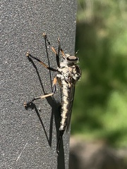 Cerdistus fuscipennis