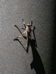 Cerdistus fuscipennis