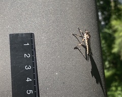 Cerdistus fuscipennis