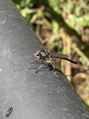 Cerdistus fuscipennis