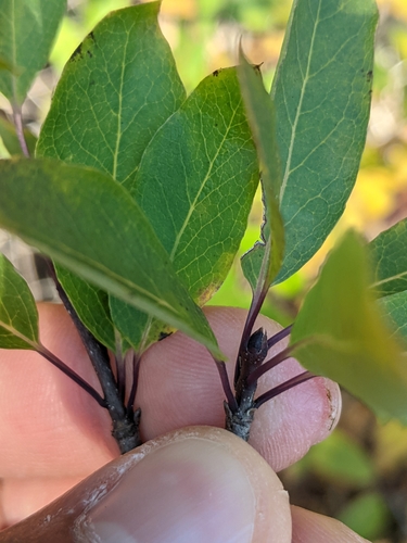 Mountain holly