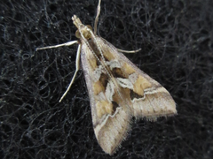 Diasemia accalis