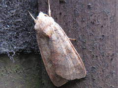 Diarsia canescens
