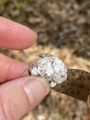 Calisoga longitarsis