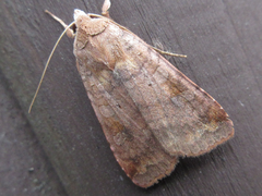 Diarsia canescens
