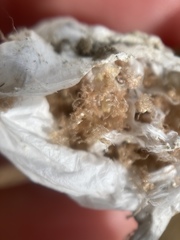 Calisoga longitarsis