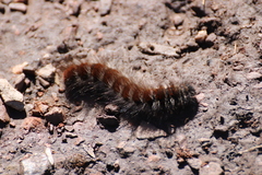 Macrothylacia digramma