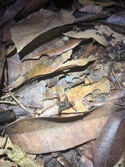 Heteropoda tetrica