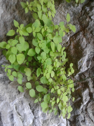 Parietaria micrantha iNat (2)