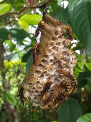 Polistes myersi
