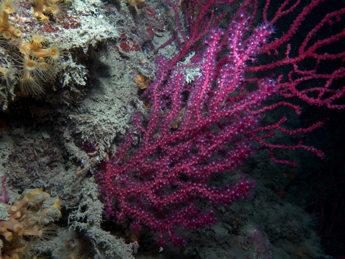 Representative image of Paramuricea clavata