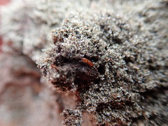 Macrorhyncolus littoralis