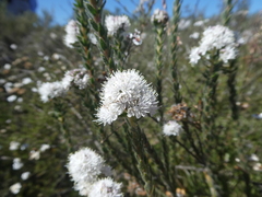 Lobostemon capitatus
