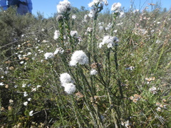 Lobostemon capitatus