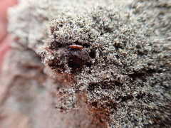 Macrorhyncolus littoralis