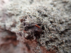 Macrorhyncolus littoralis
