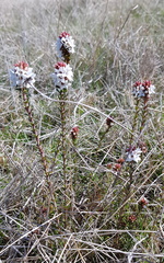 Epacris breviflora