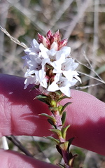 Epacris breviflora