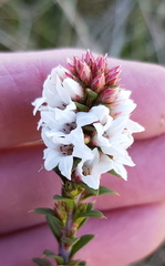 Epacris breviflora