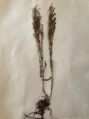 Rumex aureostigmatica