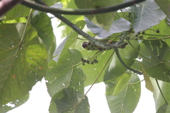 Foulehaio carunculatus