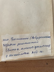 Rumex aureostigmatica