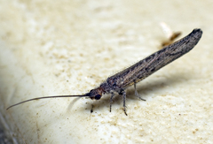 Stenobiella