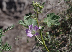 Malva weinmanniana