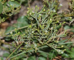 Thesium divaricatum