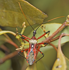 Poecilosphodrus gratiosus