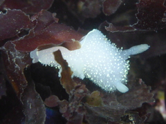 Acanthodoris hudsoni