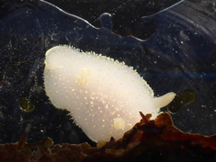 Acanthodoris hudsoni