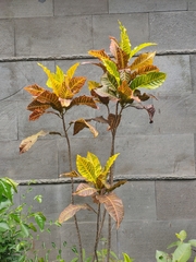 Codiaeum variegatum