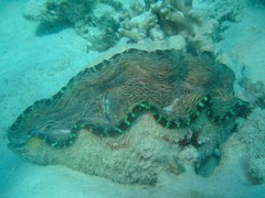 Tridacna derasa